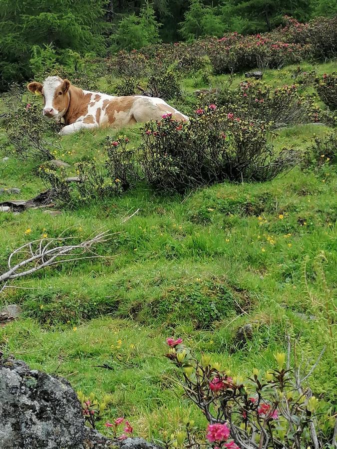 Apartmán Mooshof Kaunertal Exteriér fotografie